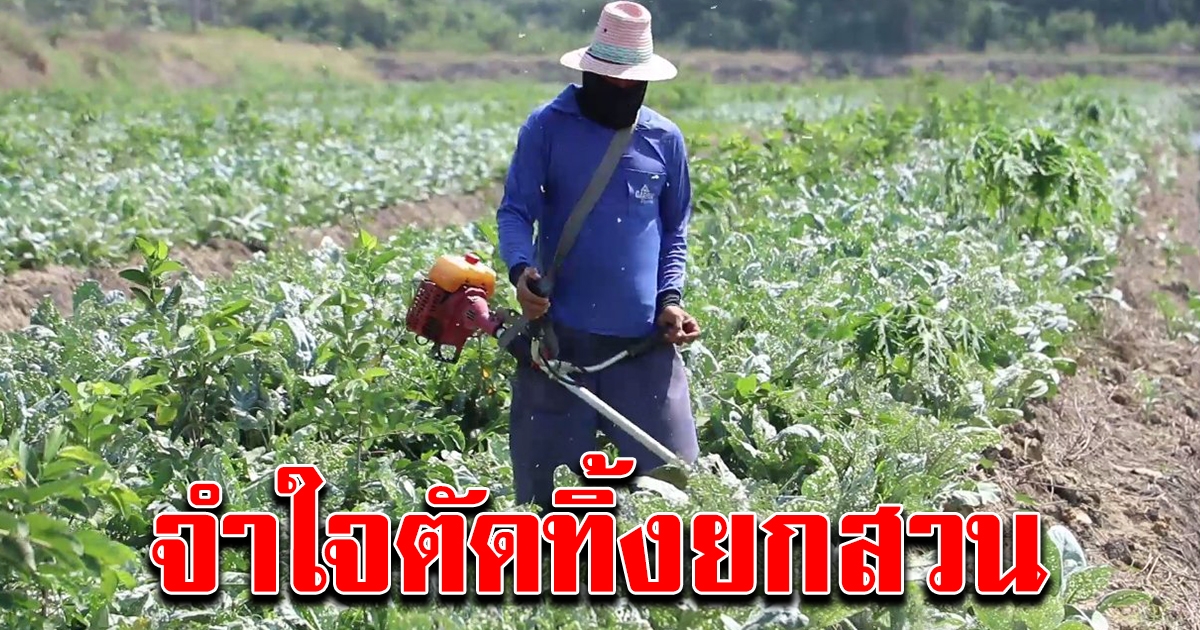 ผักคะน้าราคาตก