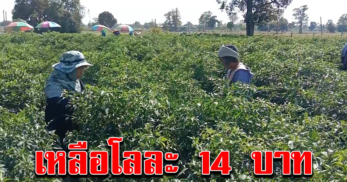 เกษตรกรโอด พริกราคาตก