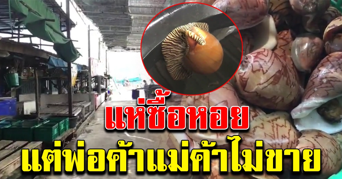 คนแห่หาซื้อหอยกระโจงโดง แต่พ่อค้าแม่ค้าไม่ขาย