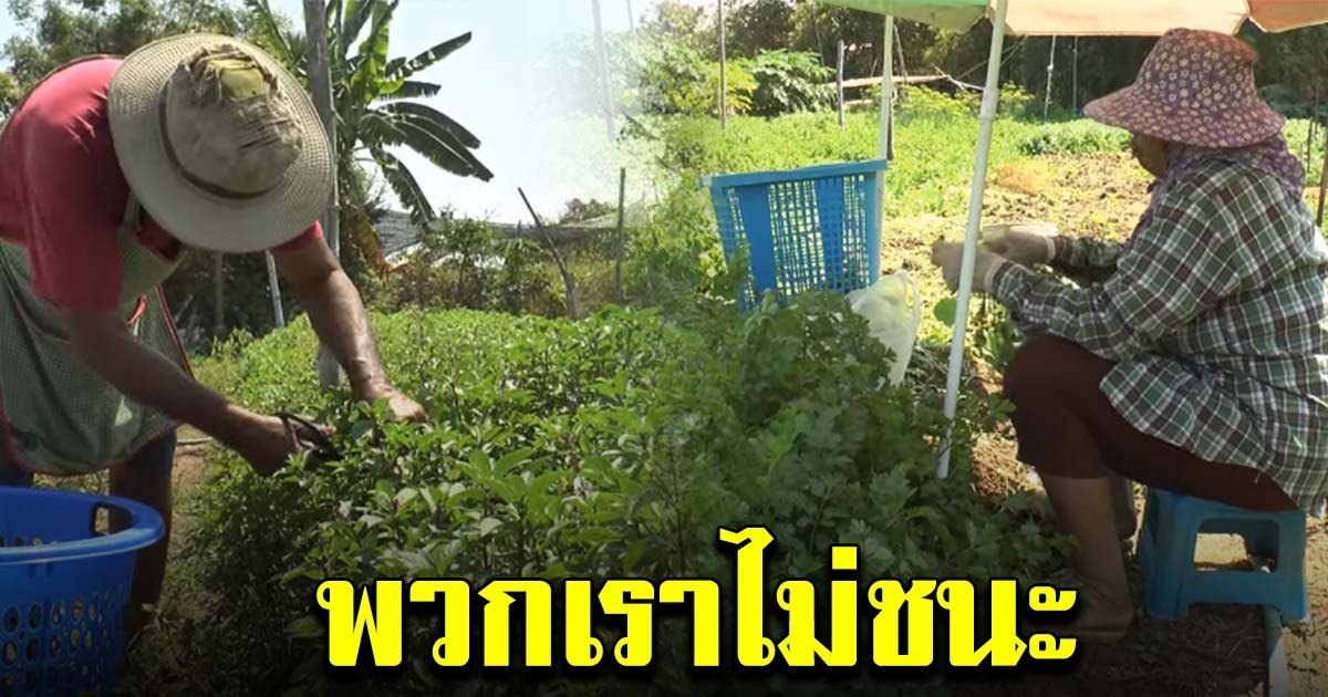 พ่อค้าขายผัก ไม่ได้เข้าโครงการ จากได้ 2 พัน เหลือวันละ 2 ร้อย