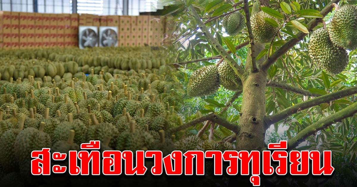 จีนขอสัมปทานที่ดินลาว ปลูกทุเรียน