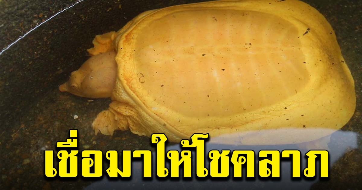 ชาวบ้านฮือฮา พบตะพาบน้ำสีทอง