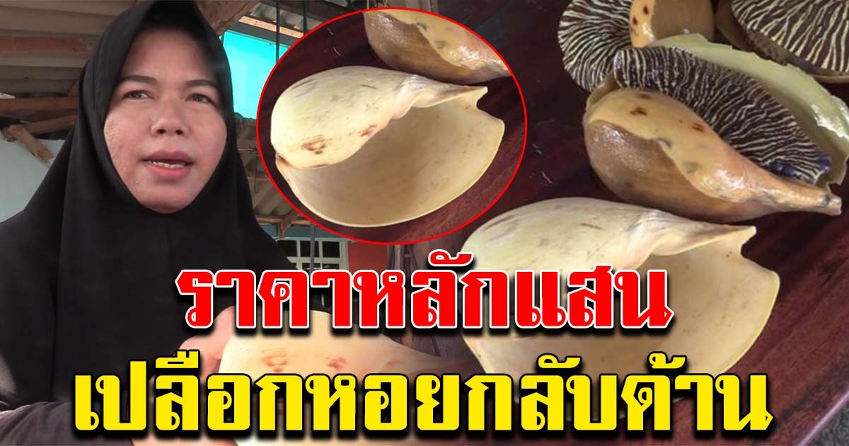 เปลือกหอยกระโจงโดงกลับด้าน