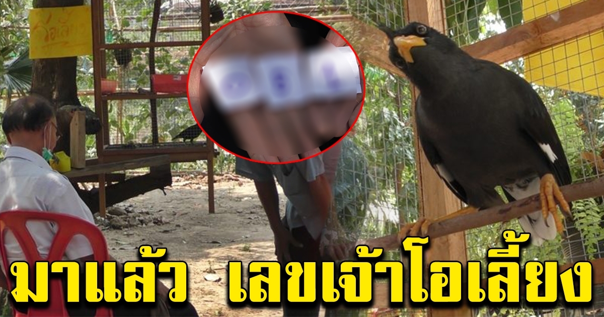 โอเลี้ยง นกเอี้ยงแสนรู้ ให้เลข