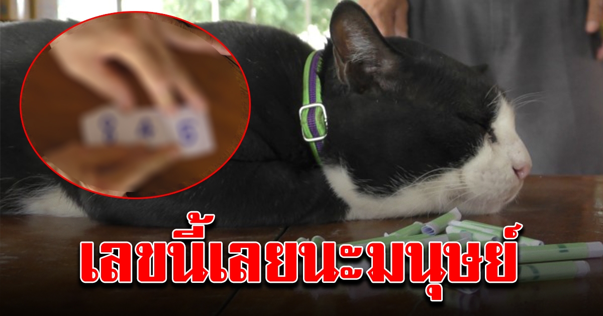 เจ้าโทน แมวตะเคียน