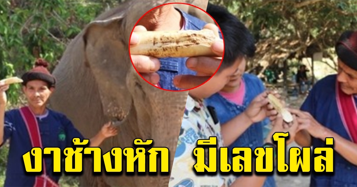 เลขงาช้าง