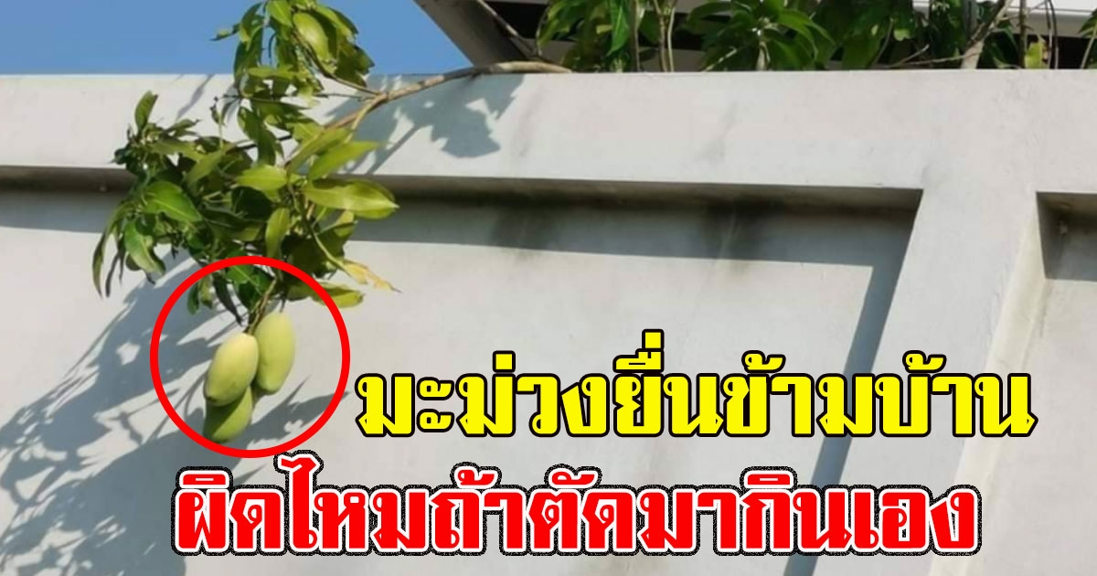หนุ่มถาม มะม่วงยื่นข้ามบ้าน ผิดไหมถ้าตัดมากินเอง