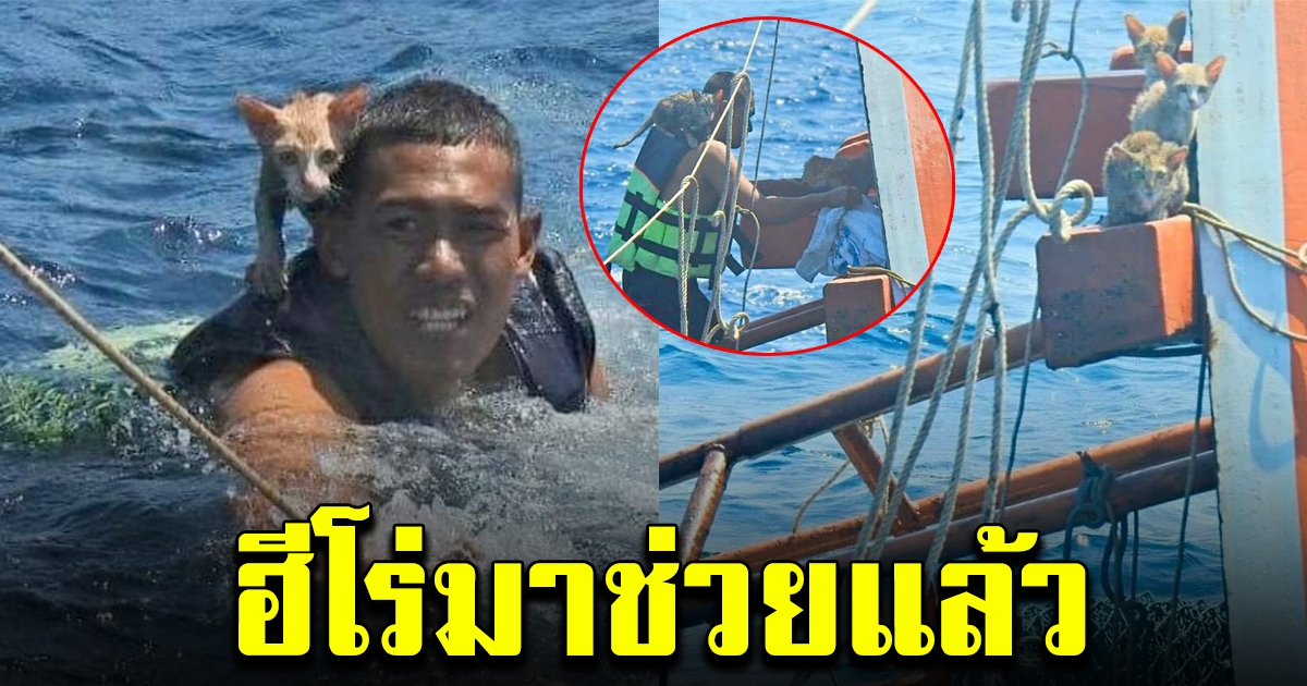 ภาพประทับใจ ทหารเรือ ว่ายน้ำไปช่วยแมว