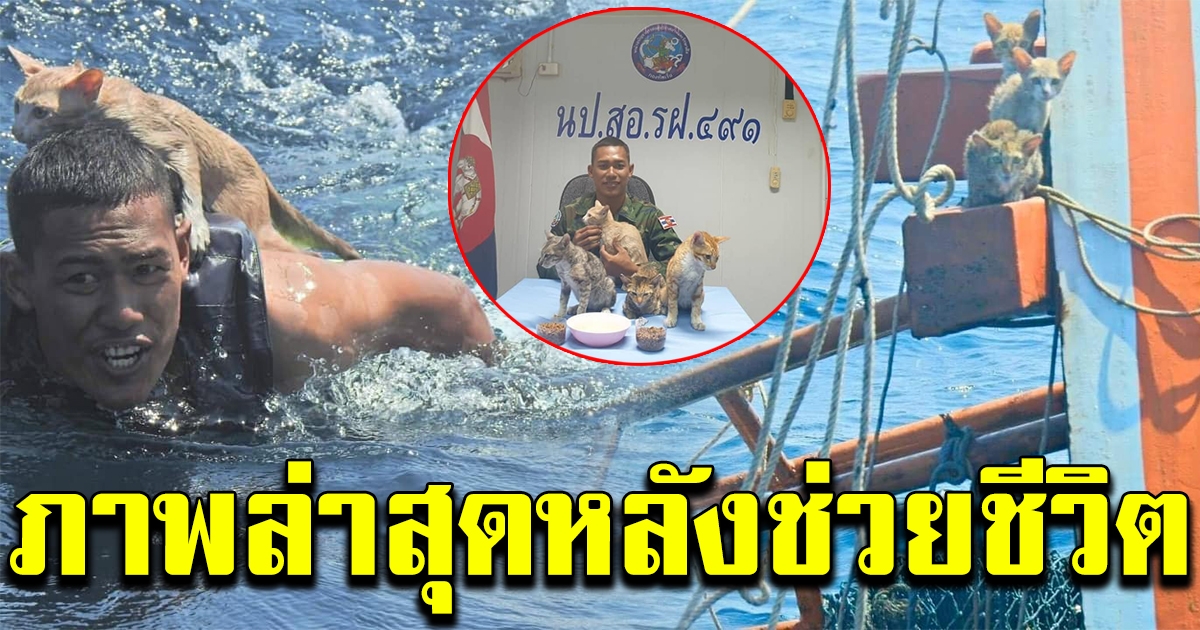 ภาพแมวล่าสุด