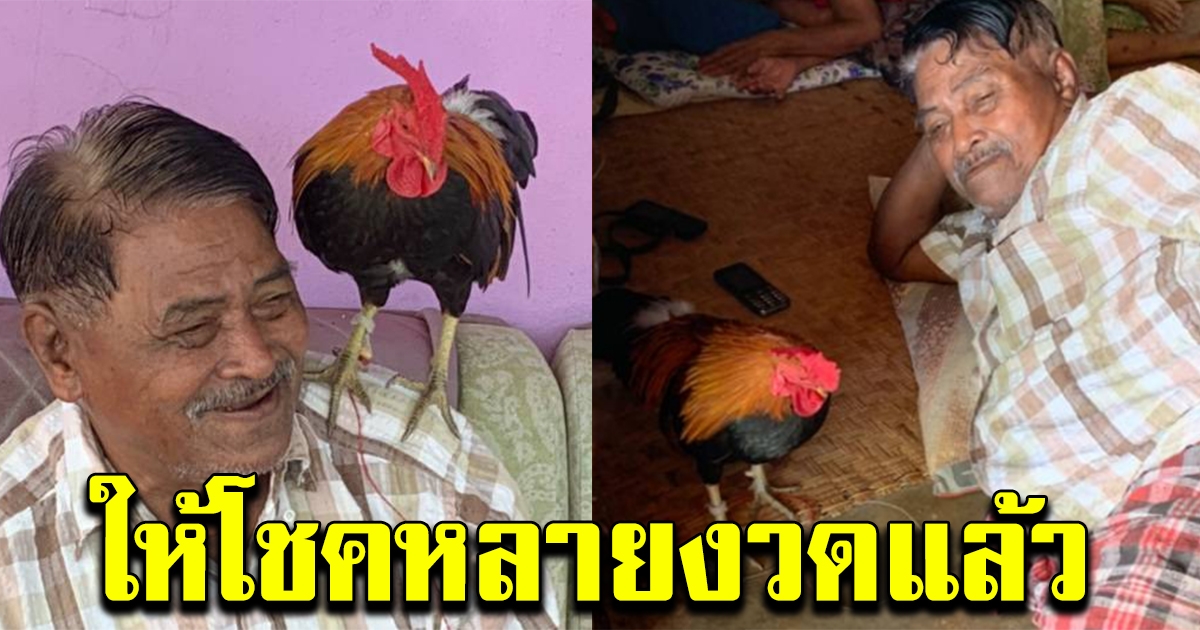 ไก่ชนแสนเชื่อง