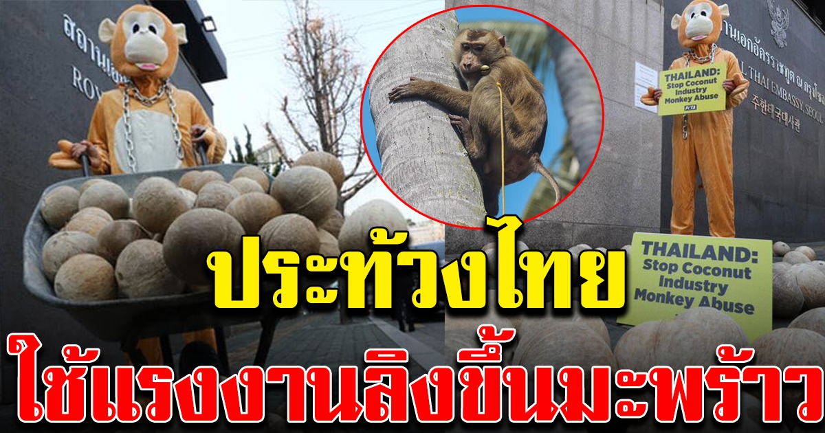 เกาหลีใต้ แต่งชุดลิงขนมะพร้าว