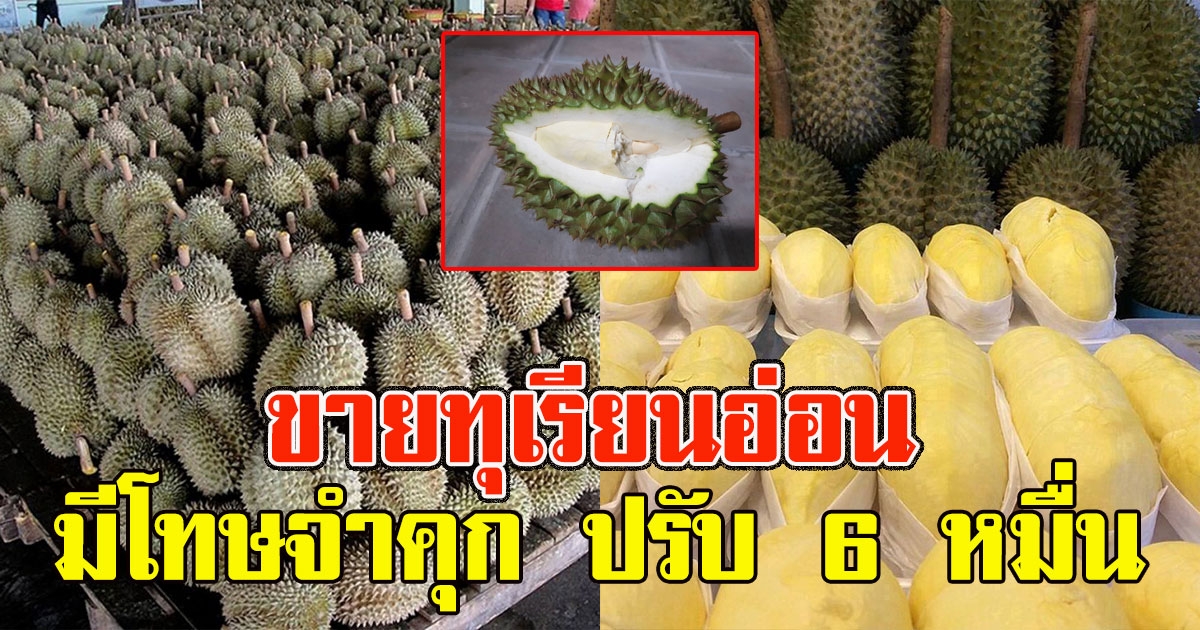 เตือนพ่อค้าแม่ค้า ขายทุเรียนอ่อน