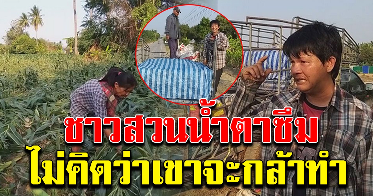 หนุ่มไปหาชาวสวน