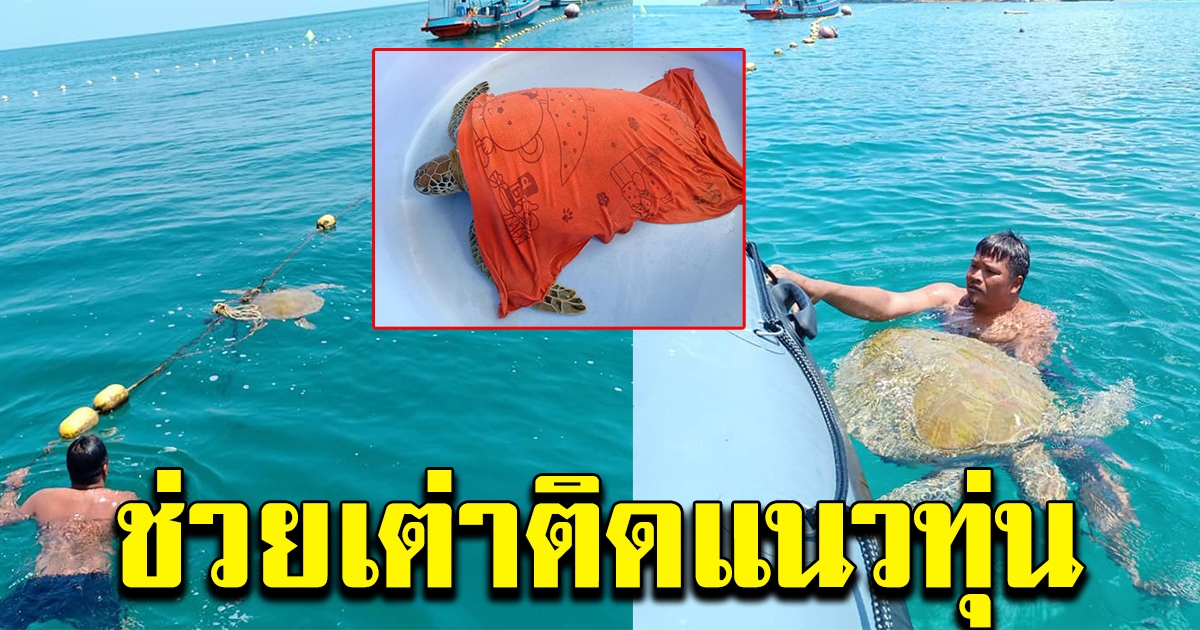 พบ เต่าตนุ ติดอยู่กับแนวทุ่น