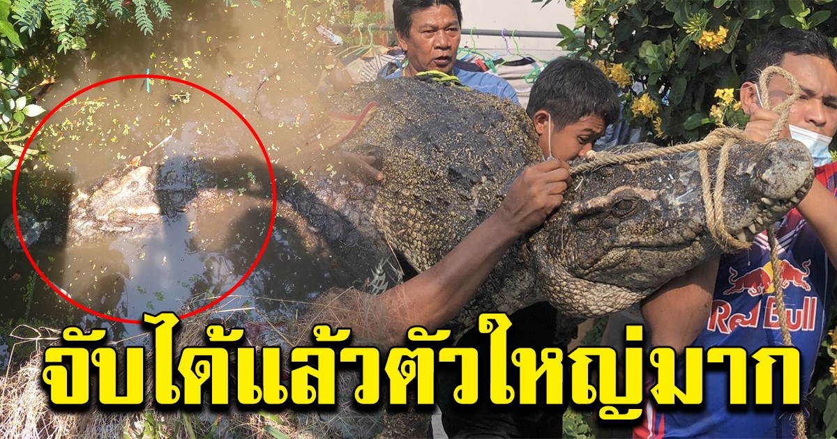 จับได้แล้ว จระเข้ โผล่ในคลอง