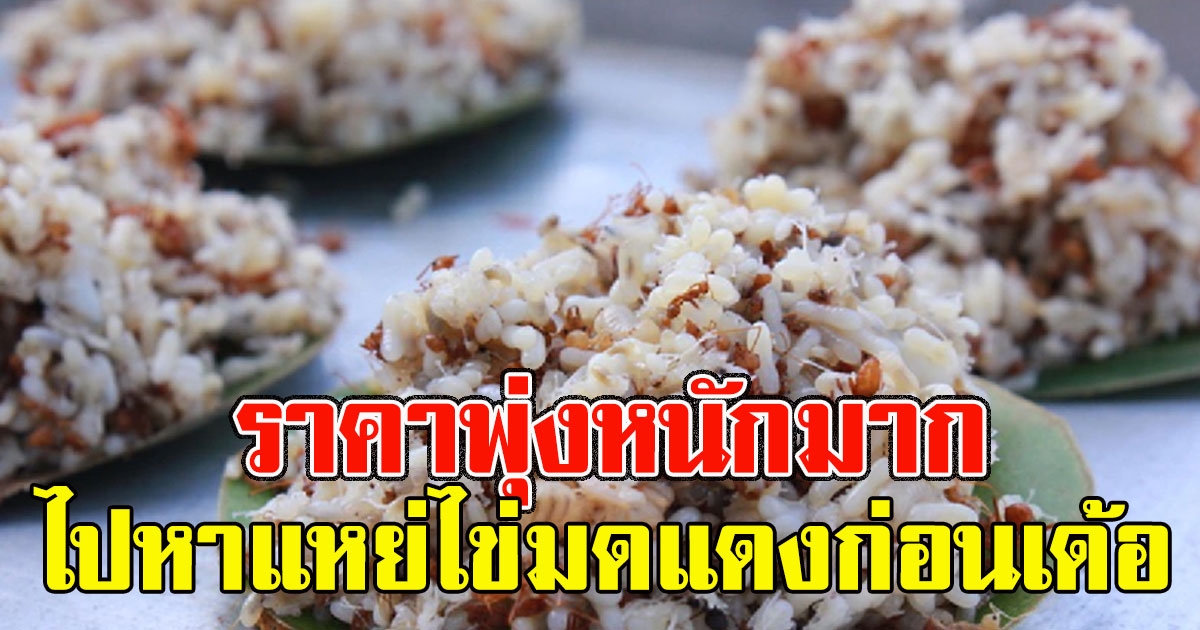 ไปหาแหย่ไข่มดแดงก่อนเด้อ เปิดราคา ไข่มดแดงพุ่งหนักมาก