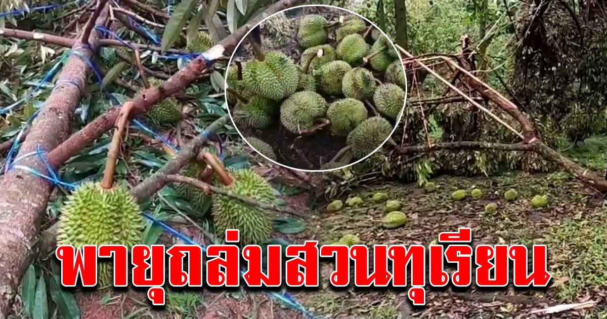 สวนทุเรียนหมอนทอง เจอพายุ