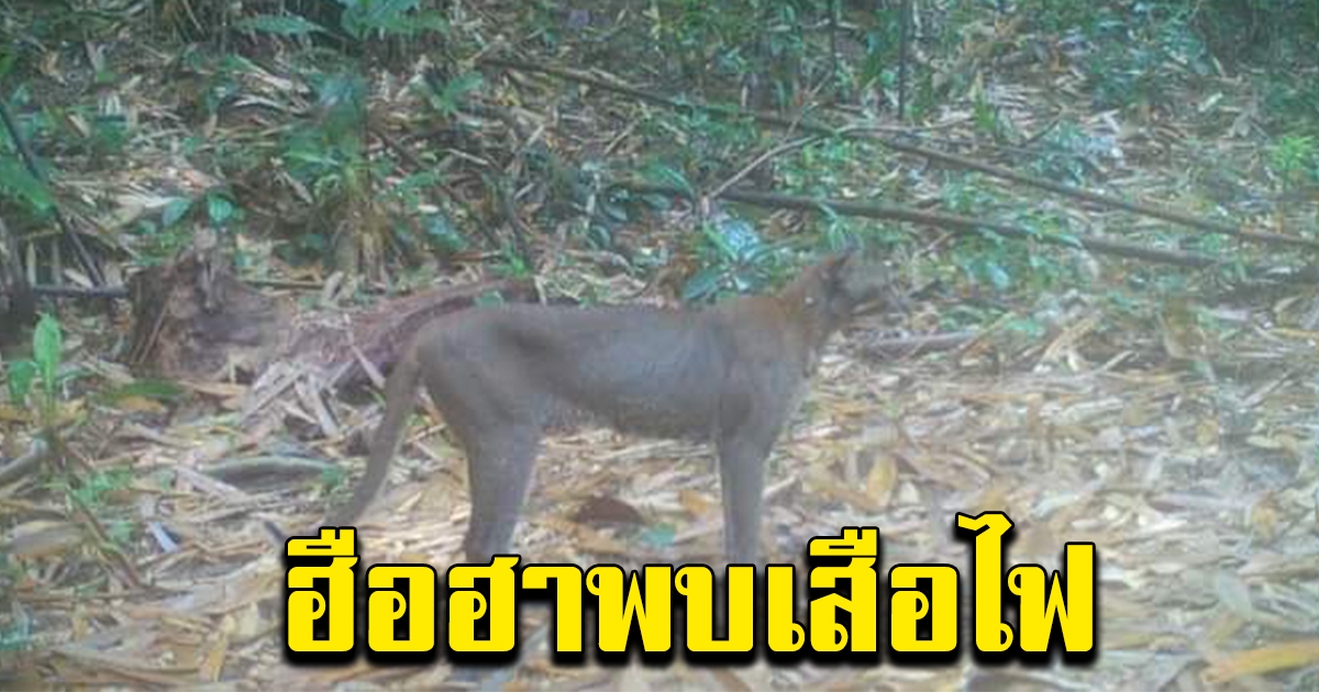 พบ เสือไฟ สัตว์หายาก