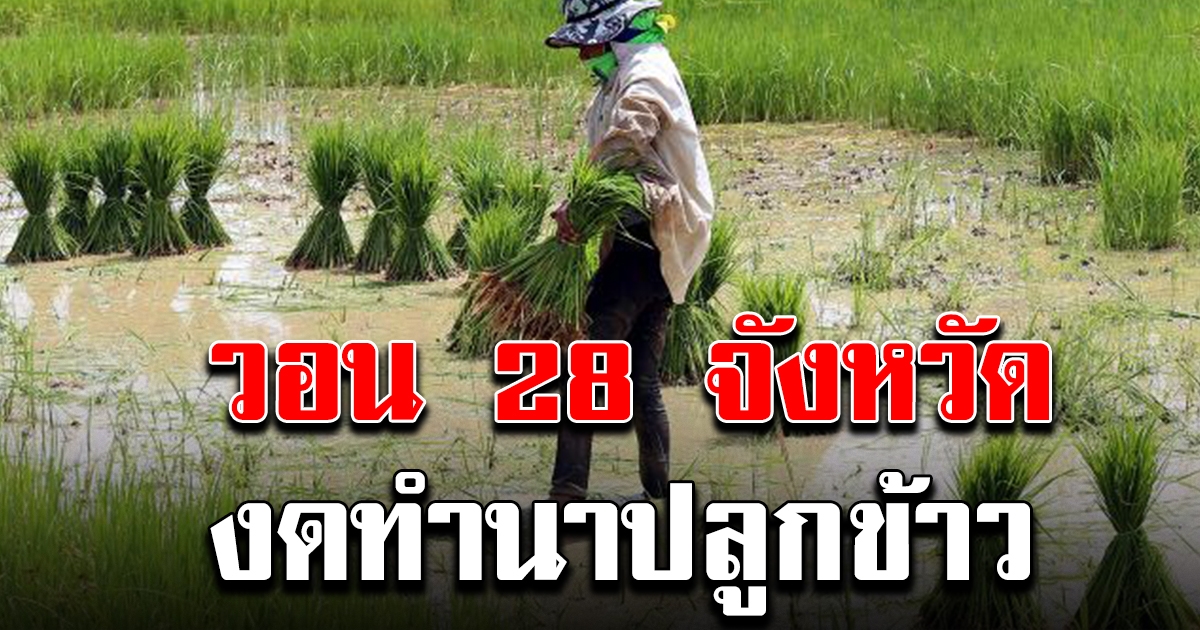 น้ำไม่พอ กรมส่งเสริมการเกษตร วอน 28 จังหวัด งดทำนาปลูกข้าว