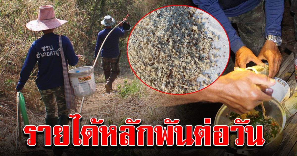 ชาวบ้านออกตระเวนหา ไข่มดแดง