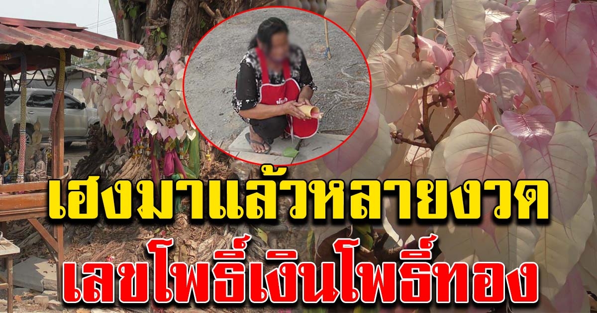 ชาวบ้านขอพร ต้นโพธิ์เงินโพธิ์ทอง