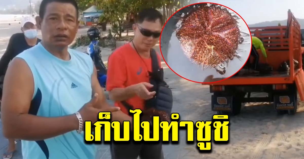 เม่นทะเลเกยตื้น ชาวบ้านเก็บไปทำซูชิ