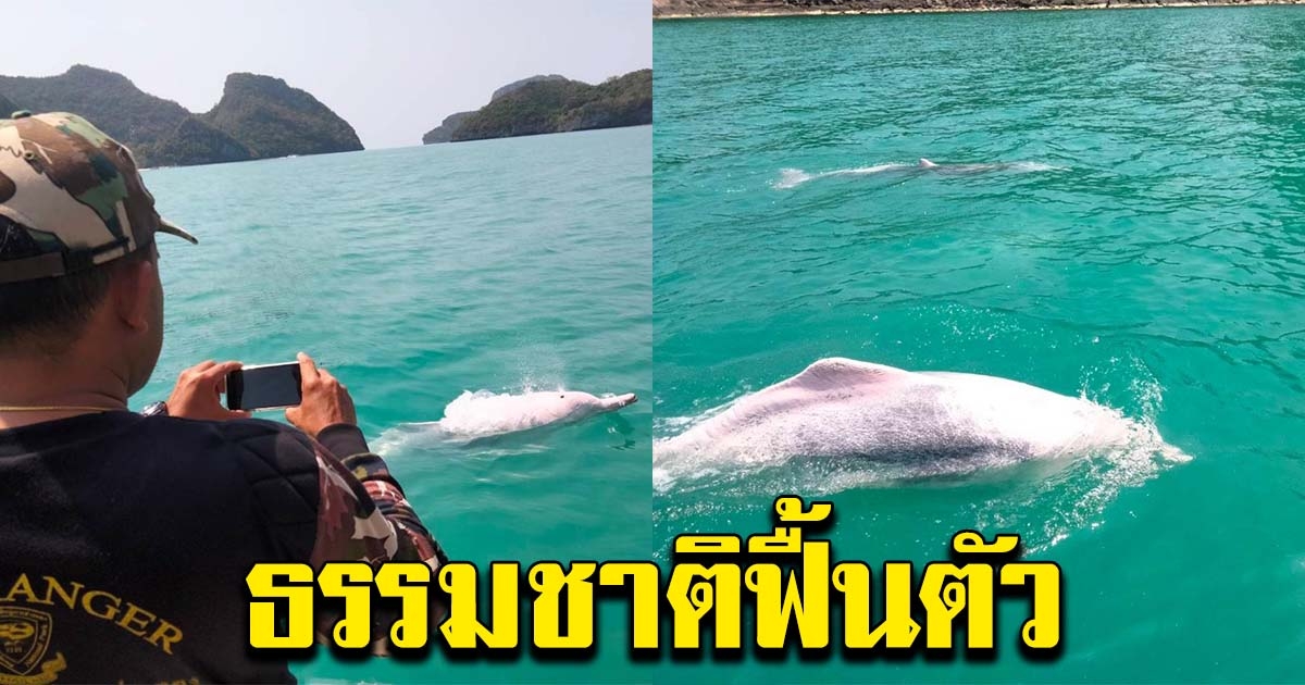 โลมาสีชมพู โผล่หาดอ่าวคา
