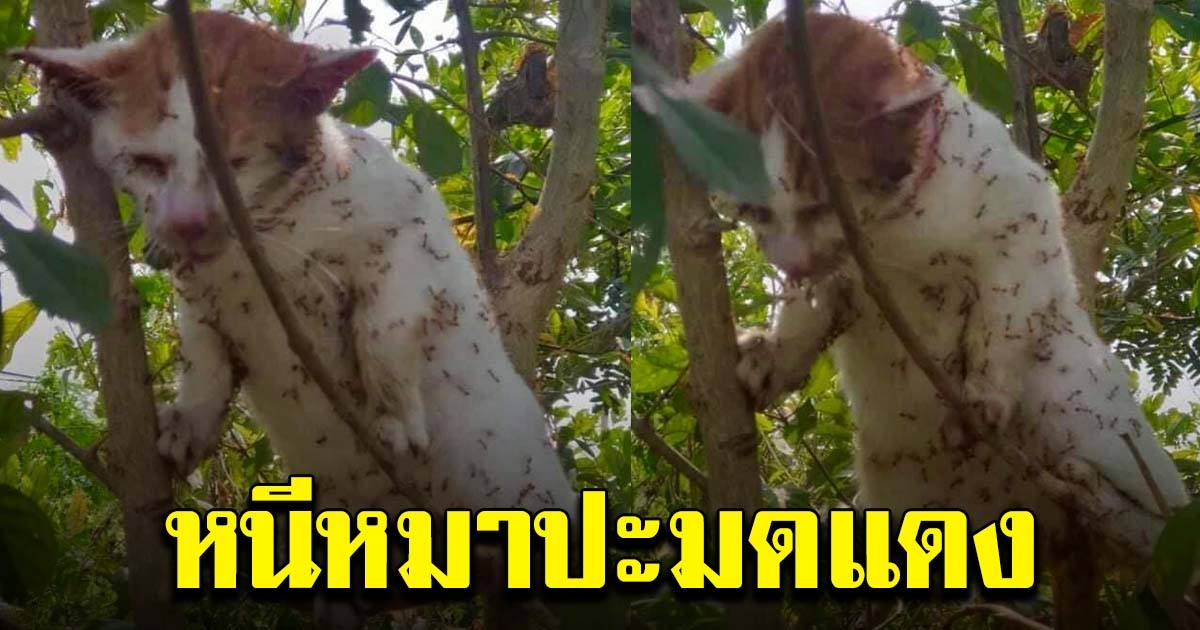 แมวปีนขึ้นต้นไม้