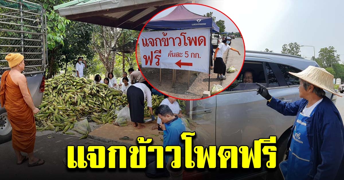 พระอาจารย์ แจกข้าวโพด