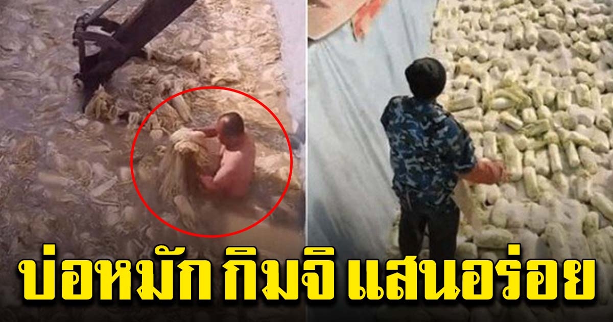 ภาพบ่อหมัก กิมจิ