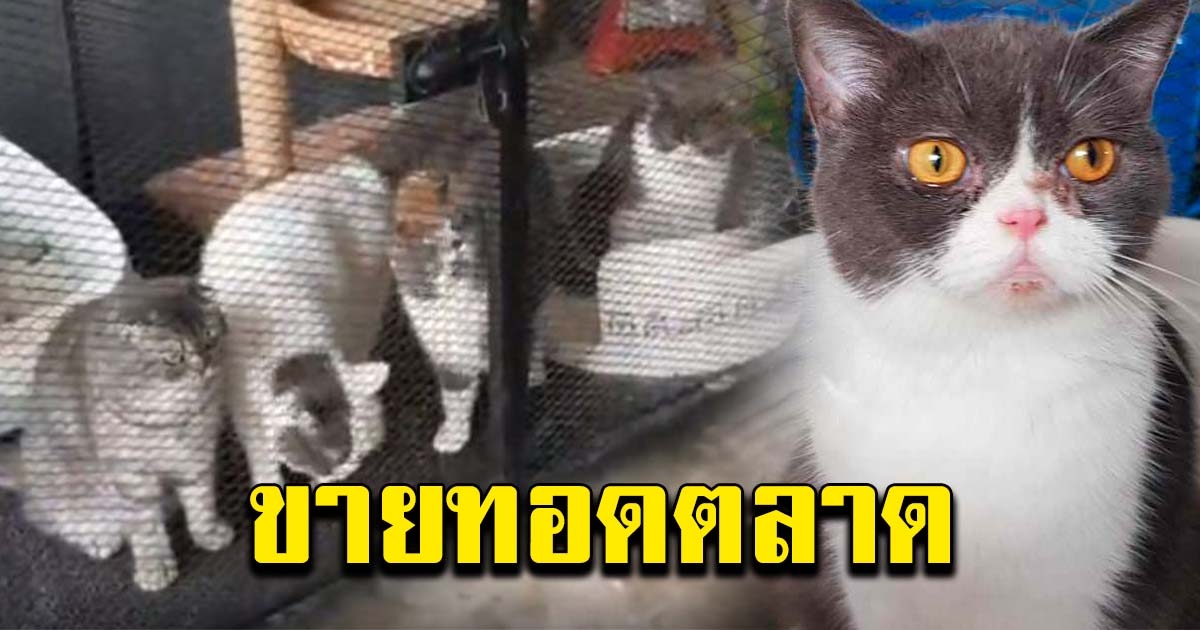 ไม่มีคนยื่นแสดงหลักฐาน 6 แมวกุ๊กระยอง