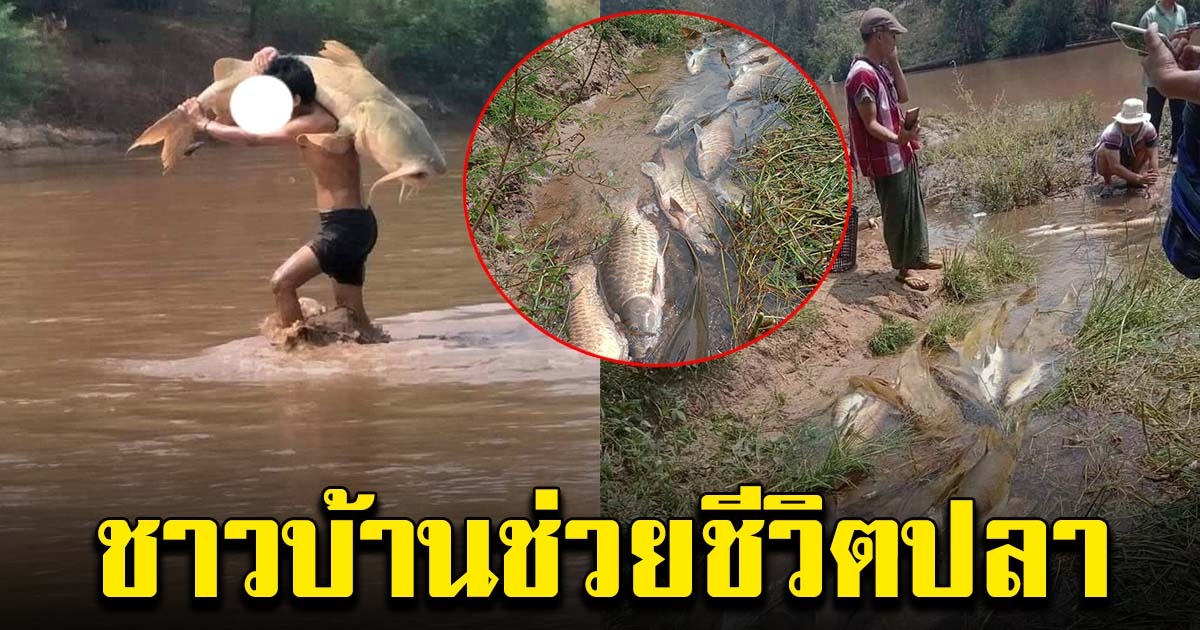 ชาวบ้าน ช่วยชีวิตปลา