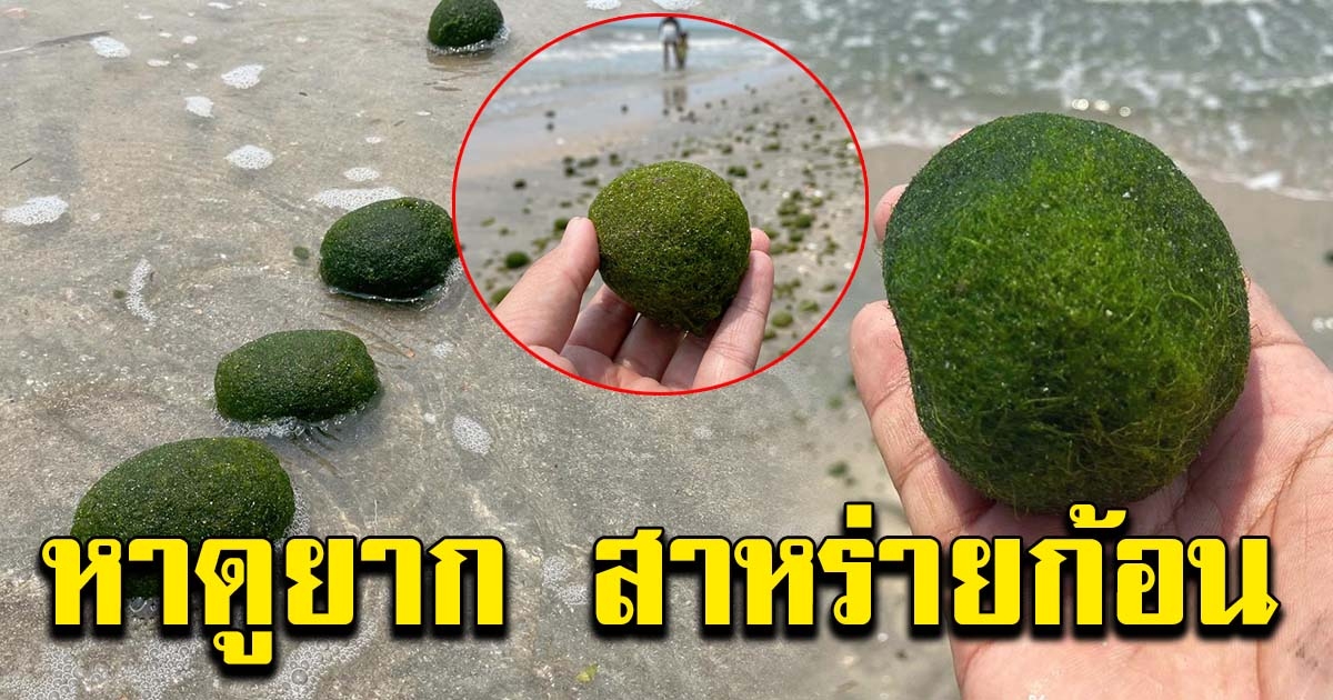 ฮือฮา สาหร่ายก้อนกลม เต็มหาดบางแสน หาดูยากพบปีละครั้ง