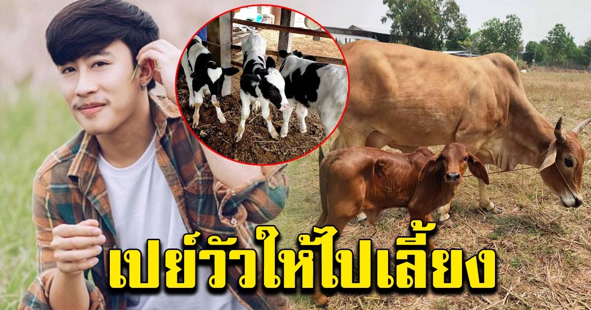 แฟนเพลงเปย์วัว ให้ นุ๊ก ธนดล