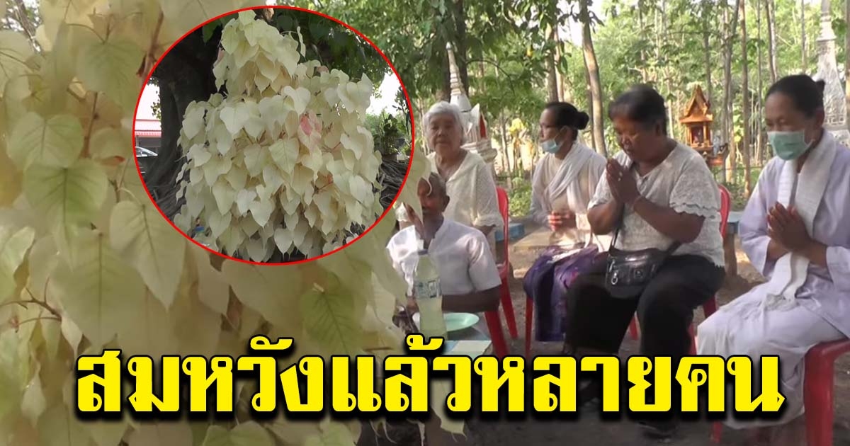 ชาวบ้านพบต้นโพธิ์ ใบขาวก้านชมพู