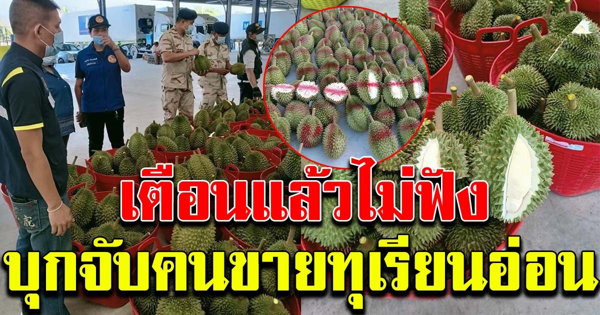 เจ้าหน้าที่บุกล้งทุเรียน