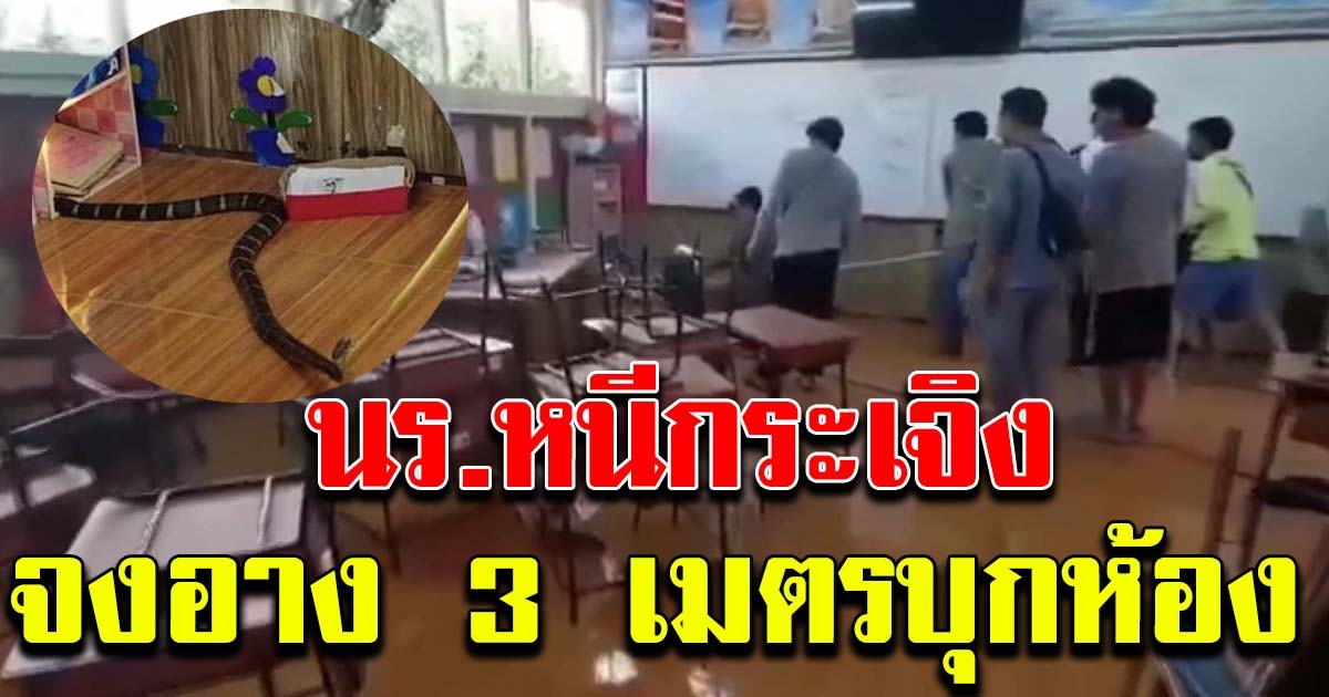 นักเรียนวิ่งหรีกระเจิง จงอาง 3 เมตรบุกห้อง