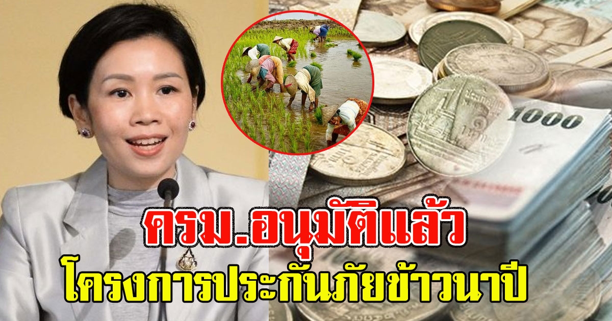 เฮลั่น ครม.อนุมัติแล้ว โครงการประกันภัยข้าวนาปี