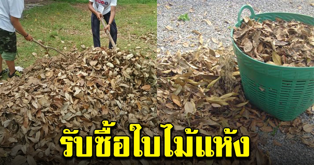 เชียงใหม่รับ ซื้อใบไม้แห้ง