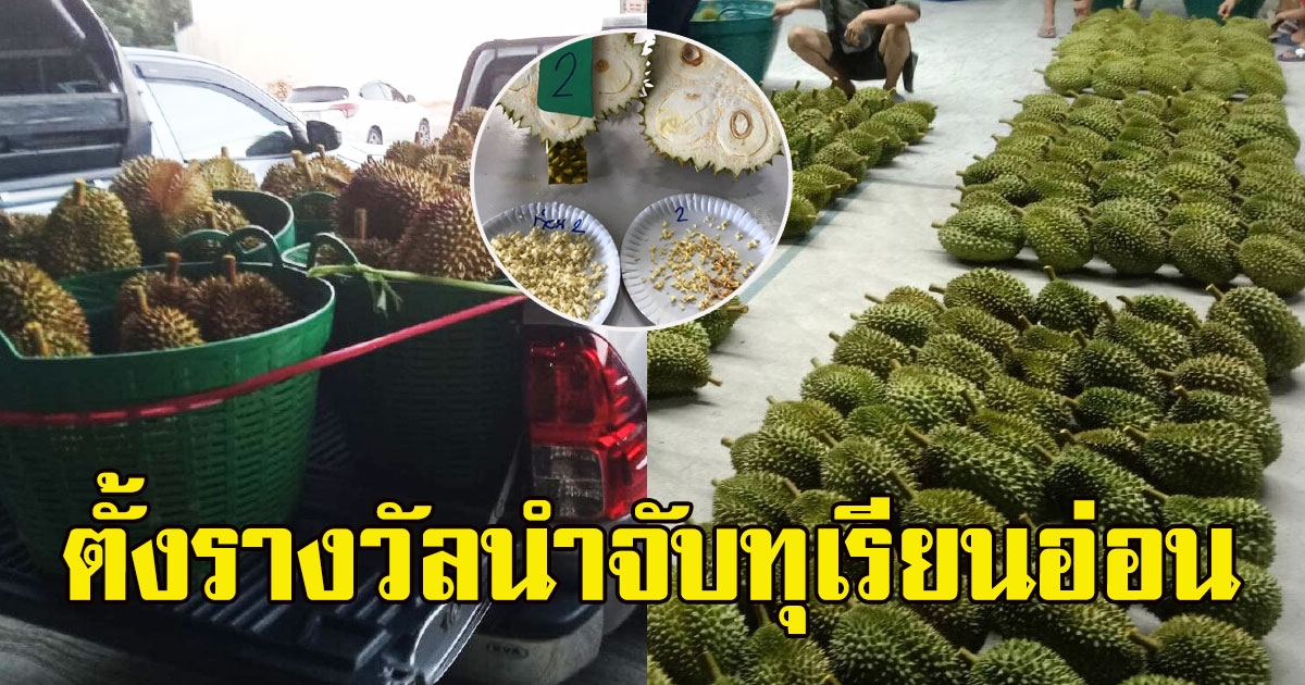 รวบอีก ทุเรียนอ่อนจันทบุรี หมอนทองวัดได้27เปอร์เซ็นต์ รอบก่อนเจอเป็นตัน ตั้งรางวัลนำจับ