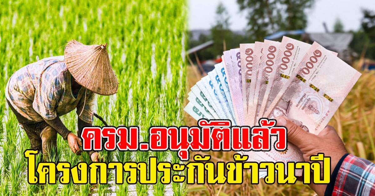 ครม.อนุมัติแล้ว โครงการประกันข้าวนาปี ช่วยเหลือชาวนา