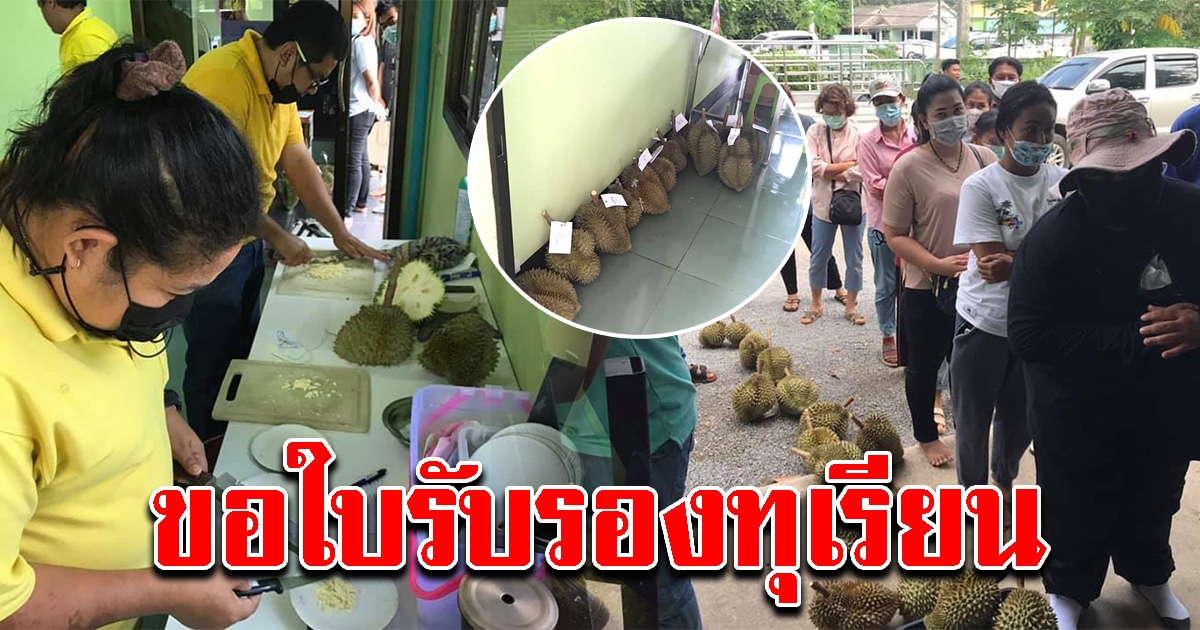 ชาวสวนทุเรียน แห่ตัดทุเรียนให้เจ้าหน้าที่เกษตรตรวจ ขอใบรับรอง